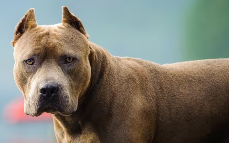 Pit bull izujedao vlasnikovog oca: Sin otišao u provod i ostavio psa