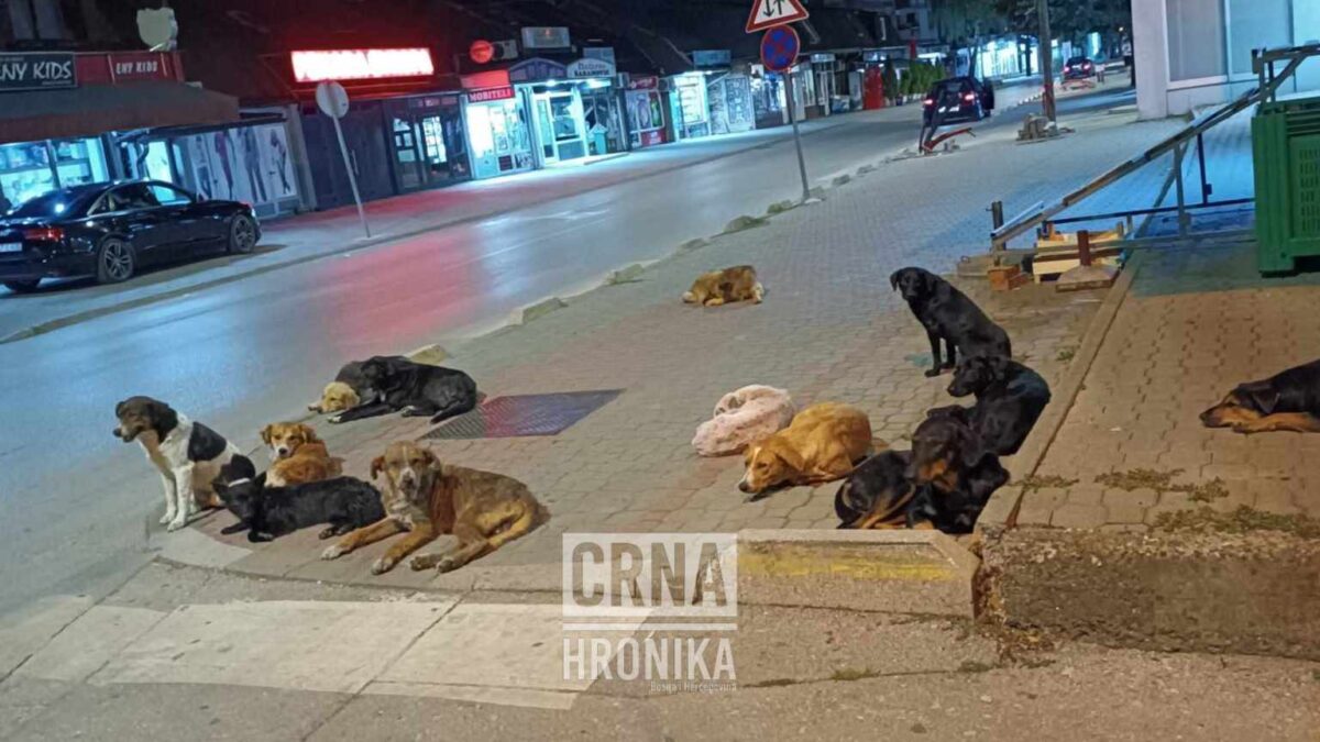 (VIDEO) Građani Živinica u strahu zbog najezde pasa lutalica