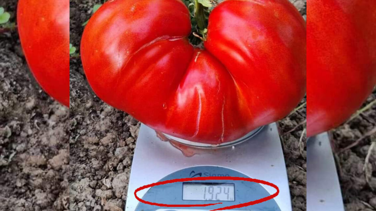 Novi rekord u BiH: Paradajz težak skoro 2 kilograma