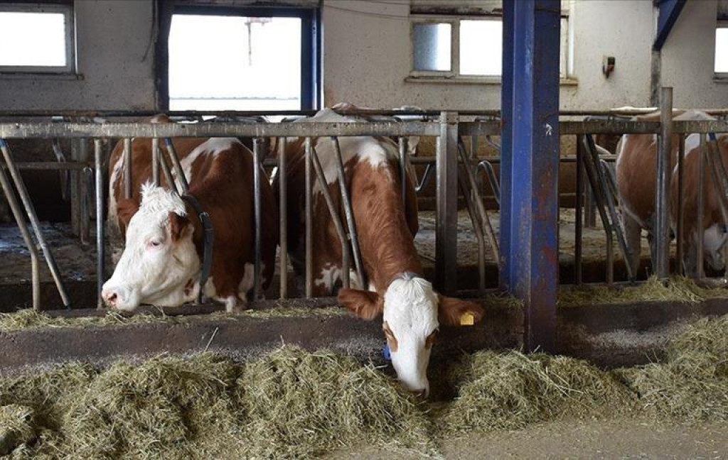 Muke farmera u BiH: Teška druga polovina godine, od suše skapava i stoka