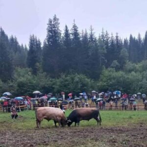 Velika korida u Olovskim Lukama: Zamjena za Čevljanoviće