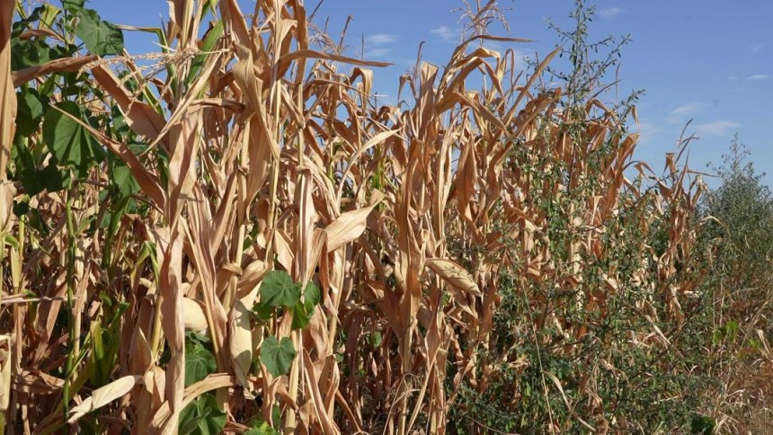 Teška suša ugrožava bh. poljoprivredu: Farmeri pred velikim izazovima