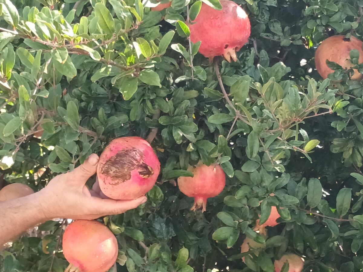 Šipak do ušća Neretve propada na granama