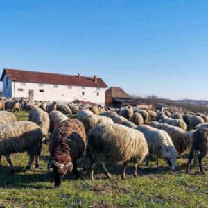 Cijene mesa u BiH rastu dok stočni fond opada: Uvoz sve veći, domaća proizvodnja u krizi