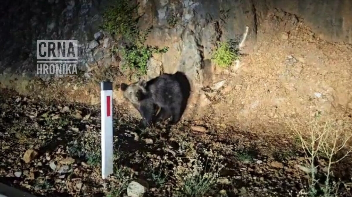 Sretan kraj na Bjelašnici: Medo spašen i vraćen u šumu