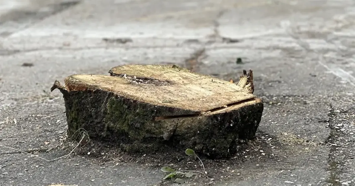 Imamo li još jedan namješten tender? U Gacku drveće posječeno pod sumnjivim okolnostima