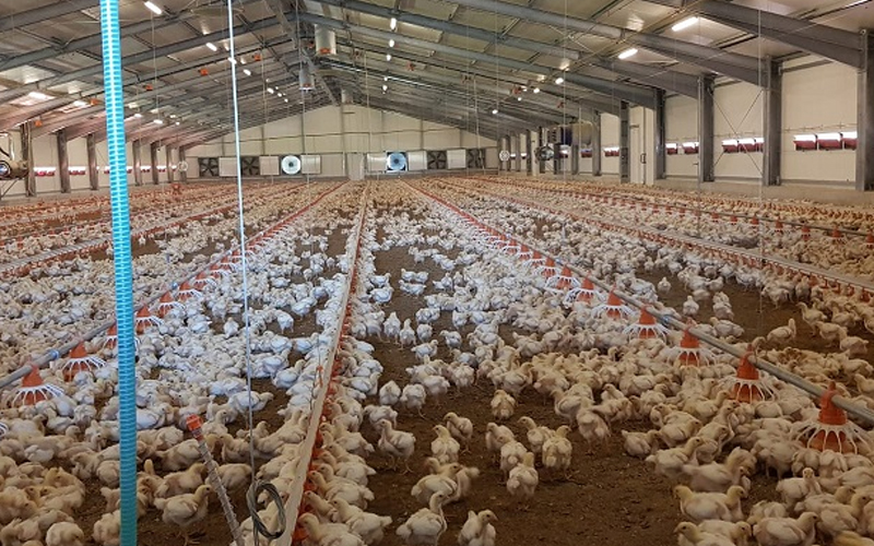 U Hadžićima potvrđena salmonela, inspekcija stavila u karantin farmu pilića